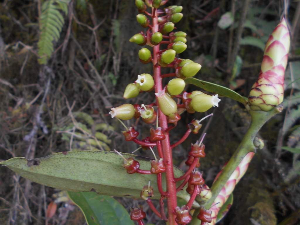 Cavendishia martii