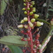 Cavendishia martii - Photo (c) Igor Azevedo, algunos derechos reservados (CC BY-NC), subido por Igor Azevedo