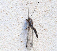 Bubopsis agrionoides