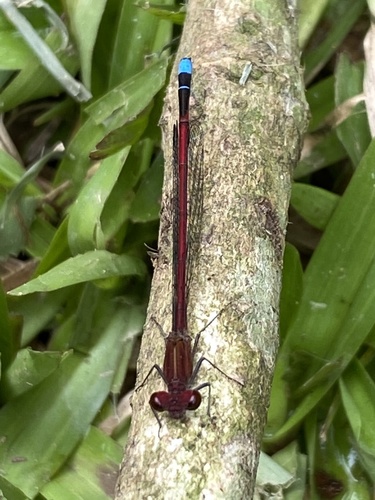 Oxyagrion simile