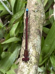 Oxyagrion simile