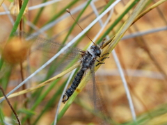 Bubopsis agrionoides