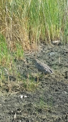 Nycticorax nycticorax