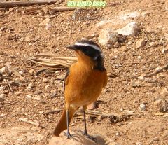 Phoenicurus moussieri