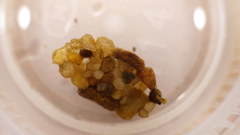 Glossosoma