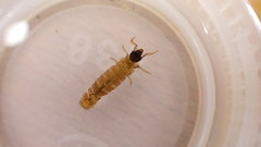 Glossosoma