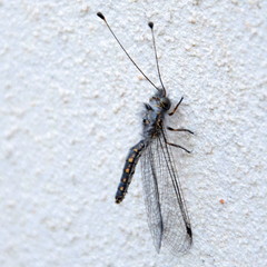 Bubopsis agrionoides