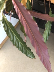 Goeppertia rufibarba