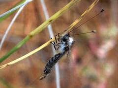 Bubopsis agrionoides