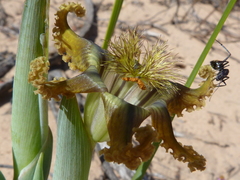 Ferraria divaricata