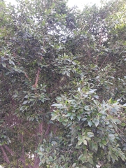 Ficus benjamina