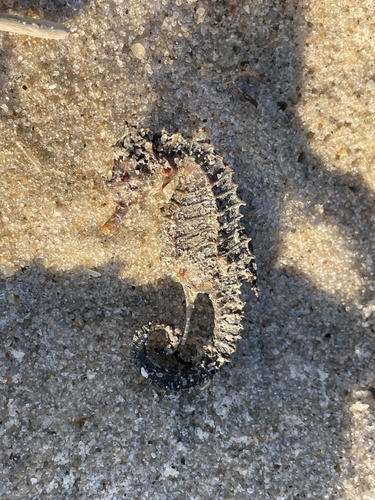 Northern Seahorse photographed in New York