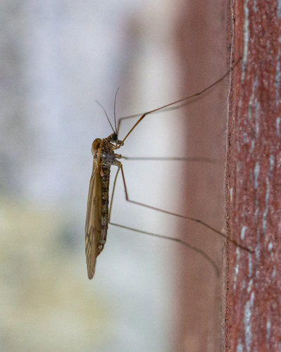 Winter Gnat photo 3