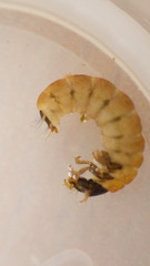 Glossosoma