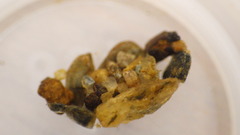 Glossosoma