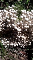 Macrocybe spectabilis