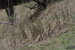 Cyperus textilis
