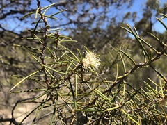 Hakea mitchellii