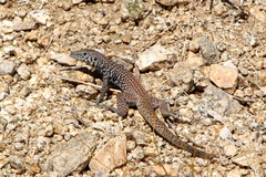 Aspidoscelis tigris tigris