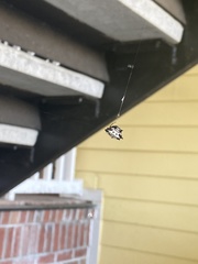 Gasteracantha cancriformis