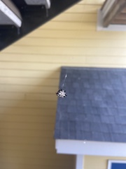 Gasteracantha cancriformis