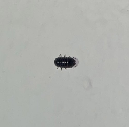 Common Pill Woodlouse
