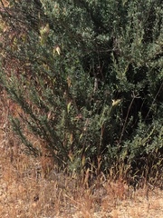 Masticophis lateralis