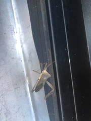 Acanthocephala declivis