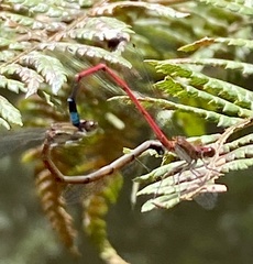 Oxyagrion simile