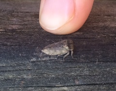 Microcentrus perditus