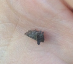 Microcentrus perditus