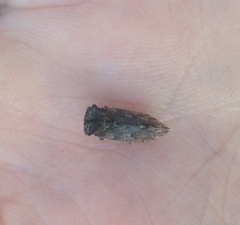 Microcentrus perditus