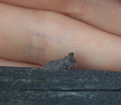 Microcentrus perditus