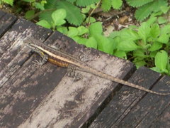 Sceloporus teapensis