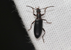 Statira