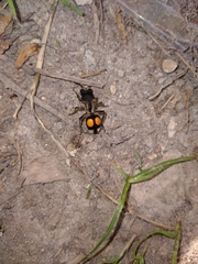 Hoplomutilla spinosa