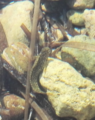 Parablennius sanguinolentus