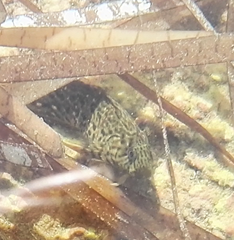 Parablennius sanguinolentus