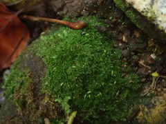 Rhynchostegiella tenella