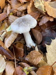 Clitocybe nebularis