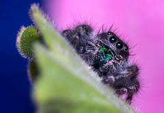 Phidippus audax