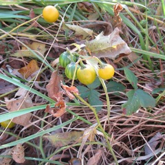 Solanum