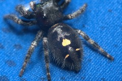 Phidippus audax