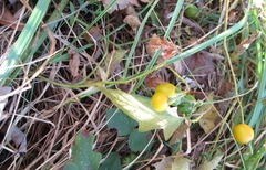 Solanum