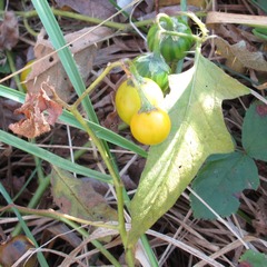 Solanum