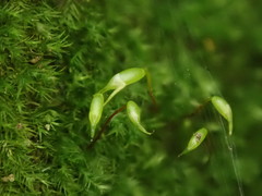 Rhynchostegiella tenella