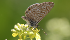 Leptotes trigemmatus