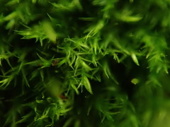 Rhynchostegiella tenella