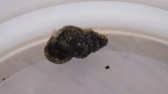 Fontigens nickliniana