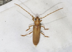 Atylostagma politum